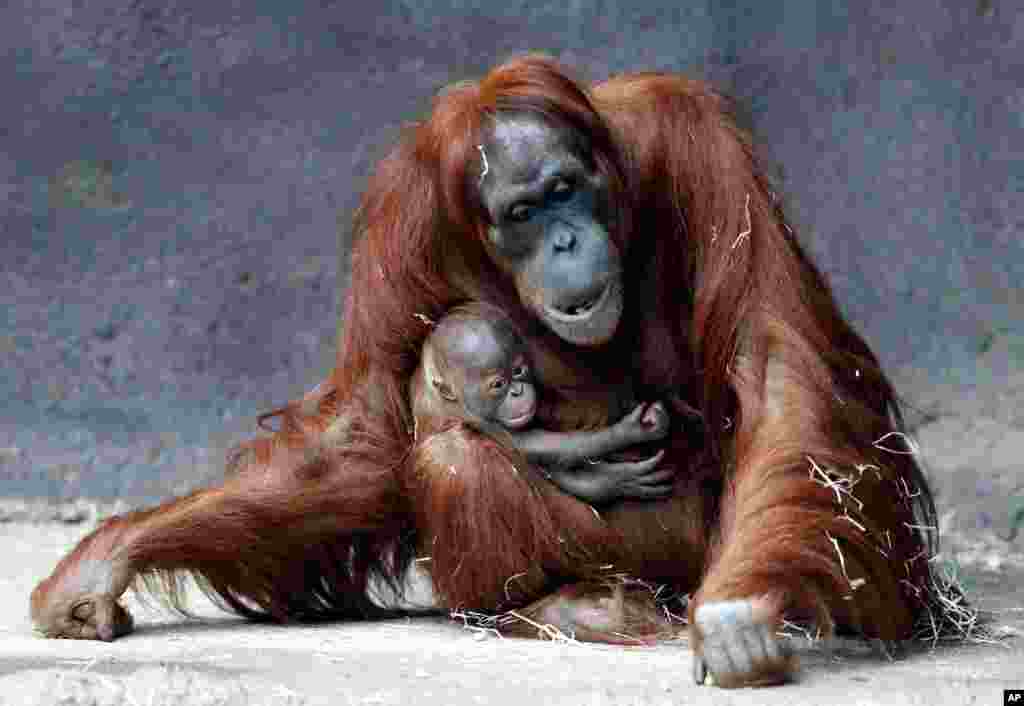 Kawi, a newly born baby of critically endangered Sumatran orangutan, holds on to his mother Mawar at their enclosure at the zoo in Prague, Czech Republic.