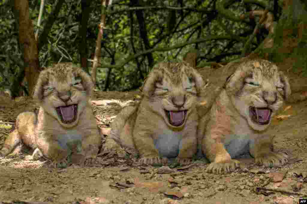 Newly-born Asiatic lion cubs sit near their den in the Khutani area of the sanctuary in the Junagadh region of Gujarat. (Image Credit: Gir National Park and Sanctuary Indian Deputy Conservator of Forests Sandeep Kumar)