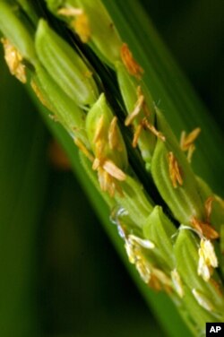 Flowers of a rice plant producing beta carotene