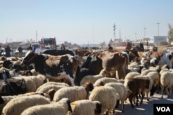 Roads out of Mosul were clogged Thursday with sheep as families insisted on taking their livestock with them as they left the outer suburbs of Mosul," Nov. 3, 2016. (Photo: Jamie Dettmer for VOA)