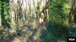 Non-native English ivy cloaks trees and blankets the forest floor all over Olympia, Washington's Priest Point Park. (T. Banse/VOA) 