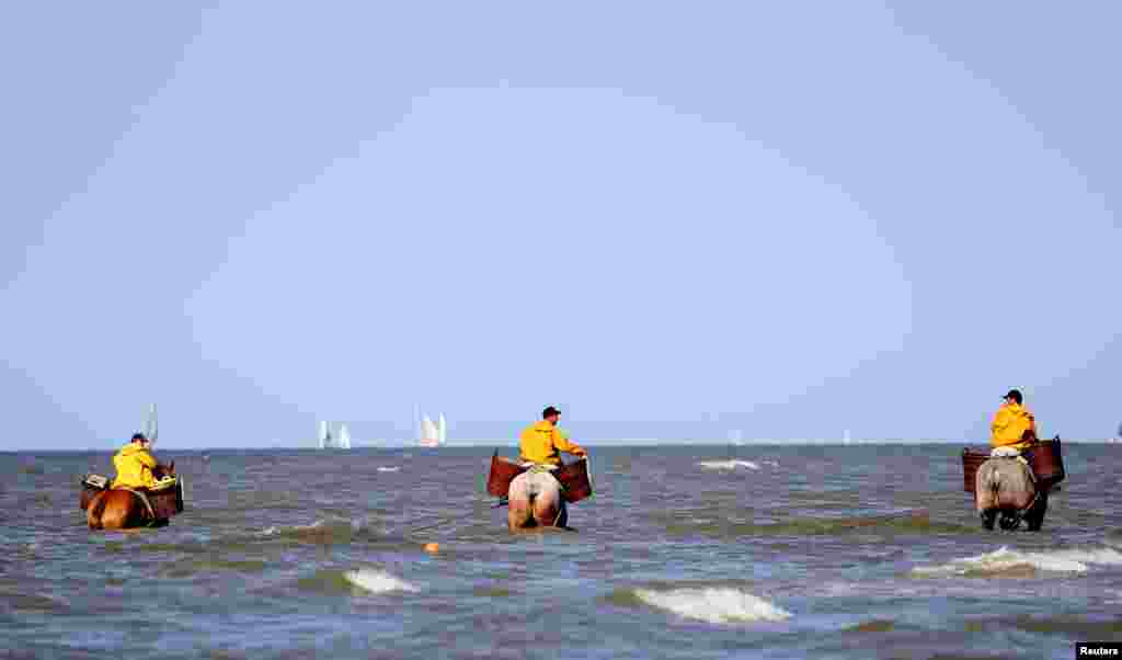 Shrimp fishermen ride their horses in the sea in the coastal town of Oostduinkerke, Belgium, July 29, 2019.