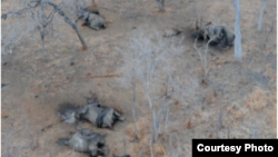 Elephant poaching in the Niassa Reserve, Mozambique. (Wildlife Conservation Society photo) 