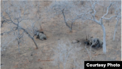 Elephant poaching in the Niassa Reserve, Mozambique. (Wildlife Conservation Society photo)