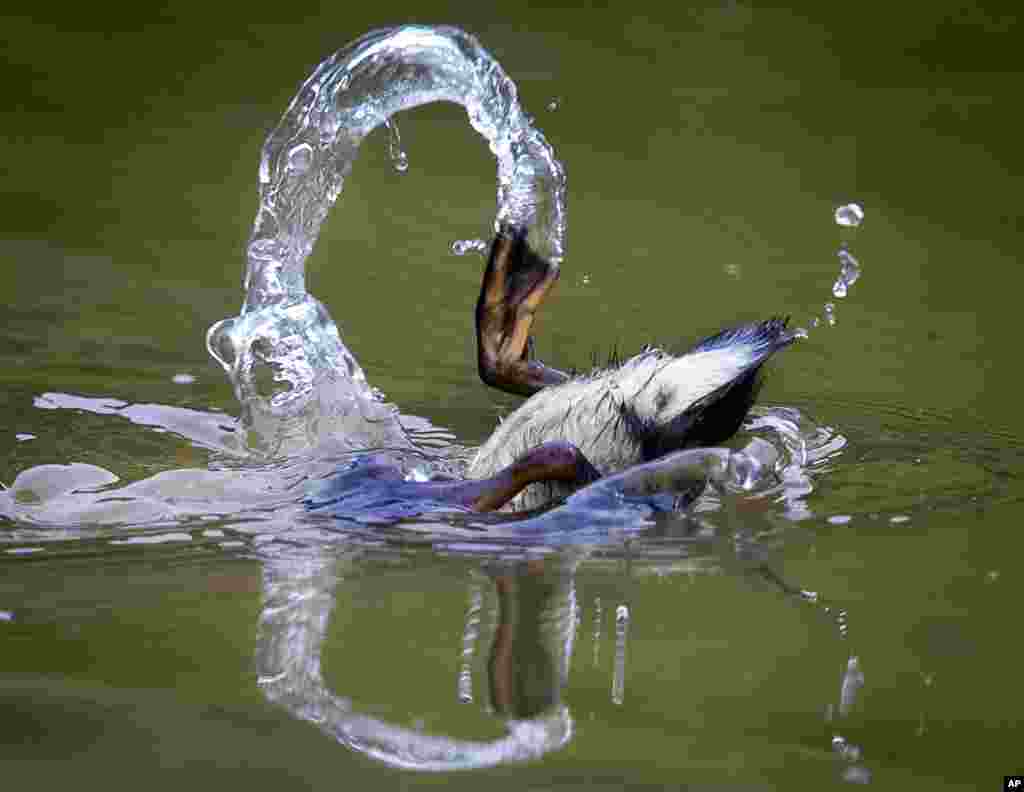 A duckling dives in a small pond on the outskirts of Frankfurt, Germany.