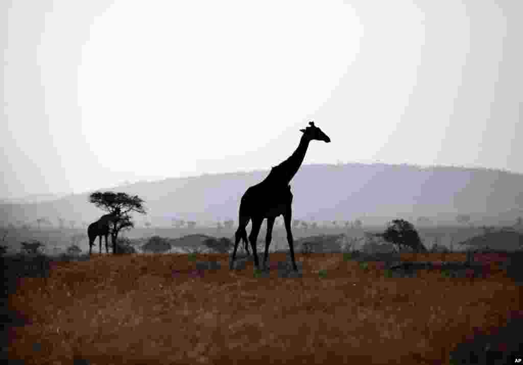 Des girafes marchent pendant la saison sèche dans le parc national du Serengeti, 335 km (208 miles) au nord de Arusha, Tanzanie, le 10/10/2013. Le Serengeti est célèbre pour sa migration annuelle.