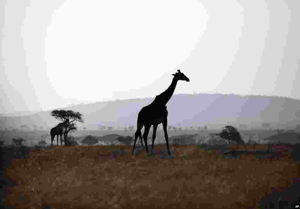 Des girafes marchent pendant la saison sèche dans le parc national du Serengeti, 335 km (208 miles) au nord de Arusha, Tanzanie, le 10/10/2013. Le Serengeti est célèbre pour sa migration annuelle.