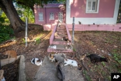 FILE - Stray cats eat in Old San Juan, Puerto Rico, Wednesday, Nov. 2, 2022. (AP Photo/Alejandro Granadillo)