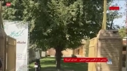 درختان چهلستون در حال خشک شدن هستند