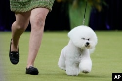 Neal, a Bichon FrisË, and its handler compete in the best in show competition during the 149th Westminster Kennel Club Dog show, Tuesday, Feb. 11, 2025, in New York. (AP Photo/Julia Demaree Nikhinson)