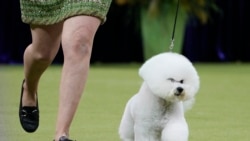 Quiz - Top Dog Takes Westminster, the ‘Super Bowl’ of Dog Shows