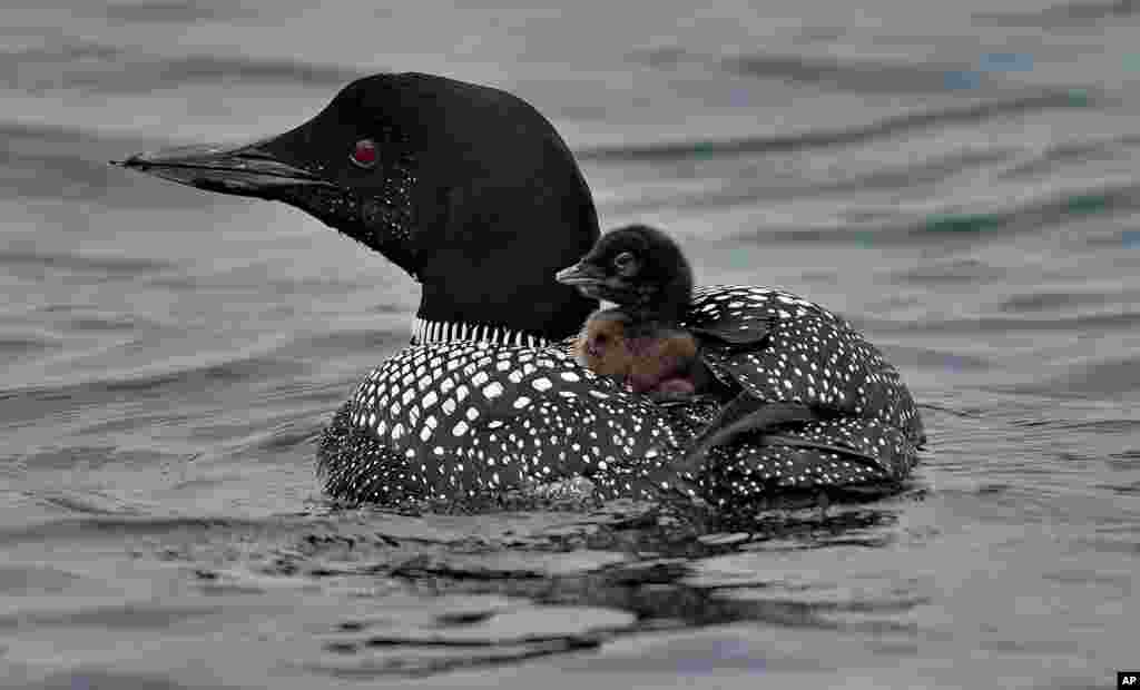 A Common Loon chick hitches a ride on its mother's back on Maranacook Lake in Winthrop, Maine, July 20, 2021.