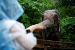 A tourist feeds fruit to a tamed elephant at the Wild Elephant Valley in Xishuangbanna Dai Autonomous Prefecture, Yunnan Province, China, July 6, 2021. (REUTERS/Aly Song)