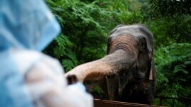 A tourist feeds fruit to a tamed elephant at the Wild Elephant Valley in Xishuangbanna Dai Autonomous Prefecture, Yunnan Province, China, July 6, 2021. (REUTERS/Aly Song)