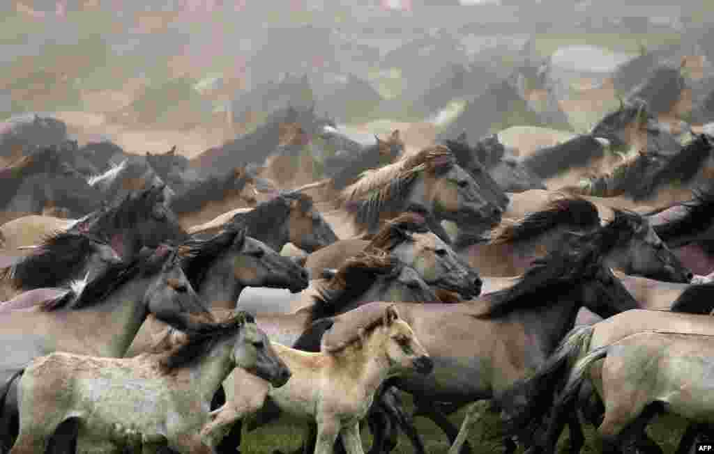 Manada de cavalos em Duelmen, na Alemanha.