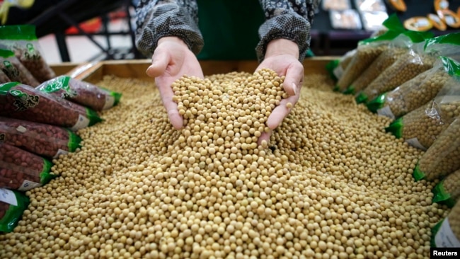 中国湖北省武汉市的工人们正在筛选大豆（2014年4月14日）