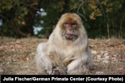 An old, female Barbary macaque gazing wisely into your soul.