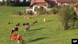 In this Aug. 23, 2011, file photo, dairy cows graze on grass in the Emmental region of Switzerland. (AP Photo/Mark D. Carlson)