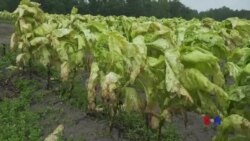 Zîyanên Bahoza Florence Ser Çandinîya Amerîka