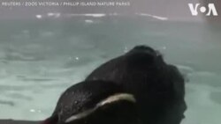Ծովը հատած պինգվինի անհավանական արկածները