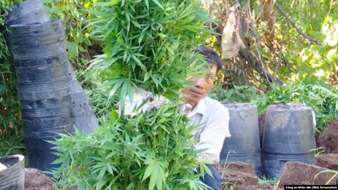 Những cây cần sa được Công an Vĩnh Long phát hiện trong vườn cam nhà ông Bùi Đức Hoà mà chủ nhân nói là trồng để "cho gà ăn trị bệnh." (Ảnh chụp màn hình báo Công an Nhân dân)