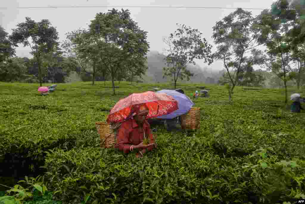 Workers pluck tea leaves during a rainfall following a relaxation of lockdown restrictions imposed to curb the spread of COVID-19, at Rohini village, some 15 kilometers from Siliguri, India, June 14, 2021