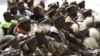Moçambique boicota feira turística na África do Sul devido à onda de xenofobia
