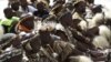 Zulu Nationalism, Sparked By King, Confronts Modern South Africa