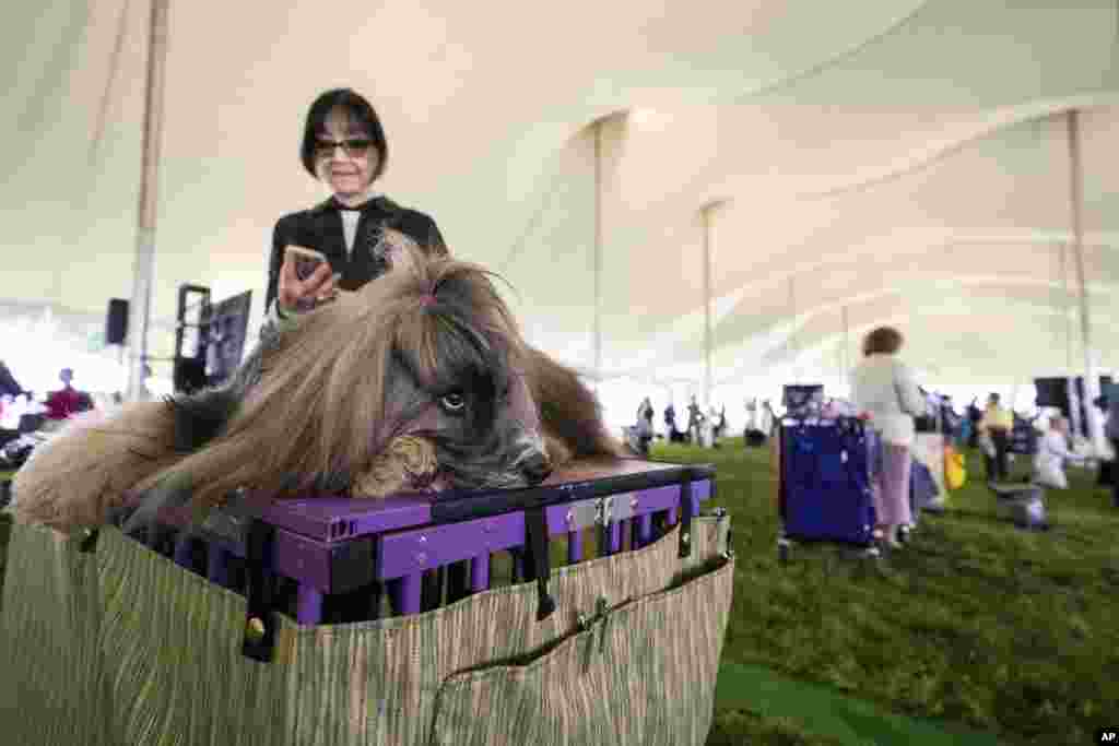 Turtle, a Tibetan terrier, rests in the staging area of the judging tent at the 145th Annual Westminster Kennel Club Dog Show, June 12, 2021, in Tarrytown, New York.