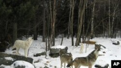 Des loups gris hurlent dans une zone d'exposition du Centre international du loup à Ely, dans le Minnesota, en février 2008. (Photo AP / John Flesher)