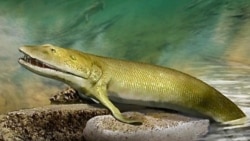 Quiz - Scientists Say an Ancient Fish First Developed Bones Found in the Human Hand