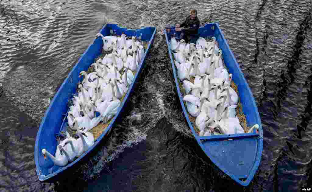 Swan caretaker Olaf Niess transports swans in a pair of boats from the city center&#39;s lake to the swans&#39; winter home in Hamburg, Germany.