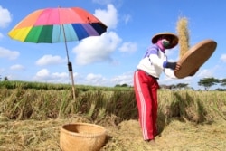 Seorang petani mengenakan masker saat memilah gabah di tengah pandemi COVID-19 di Banyuwangi, Provinsi Jawa Timur, 2 Mei 2020. (Antara Foto / Budi Candra Setya / via REUTERS).