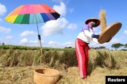Seorang petani mengenakan masker saat memilah gabah di tengah pandemi COVID-19 di Banyuwangi, Provinsi Jawa Timur, 2 Mei 2020. (Antara Foto / Budi Candra Setya / via REUTERS).