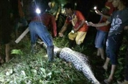 Ular memakan seorang warga di Desa Salubiro, Sulawesi. (Foto: AFP)