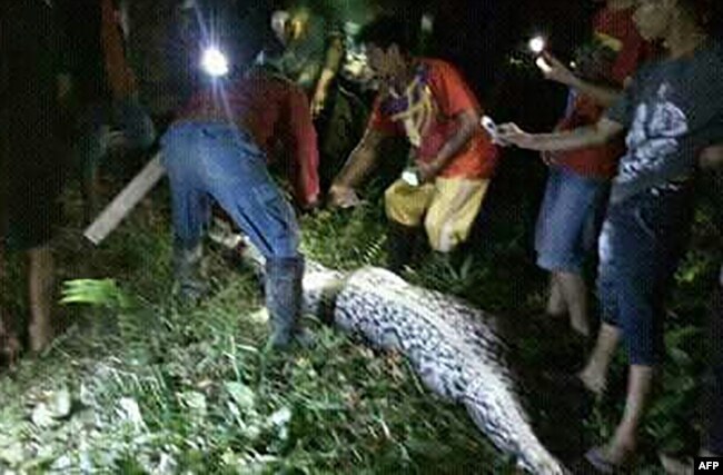 Ular memakan seorang warga di Desa Salubiro, Sulawesi. (Foto: AFP)