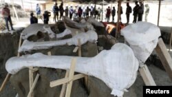 Tulang belulang mamut di lokasi penemuan 100 kerangka mamut yang sudah teridentifkasi di di lokasi pembangunan bandara baru di Zumpango, dekat Mexico City, 8 September 2020. (Foto: Henry Romero/ Reuters) 