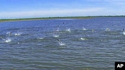 Asian Carp jumping in the Illinois River, where they are overtaking the native fish