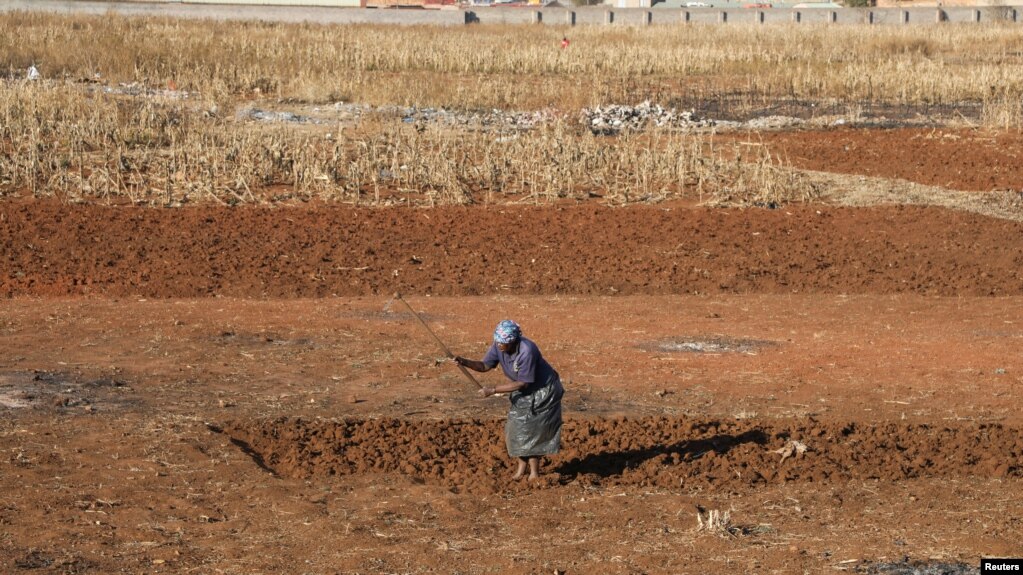 Seorang perempuan berladang di tengah pembatasan wilayah untuk meredam pandemi virus corona (Covid-19), di Soweto, Afrika Selatan, 31 Juli 2020. (Foto: Reuters)