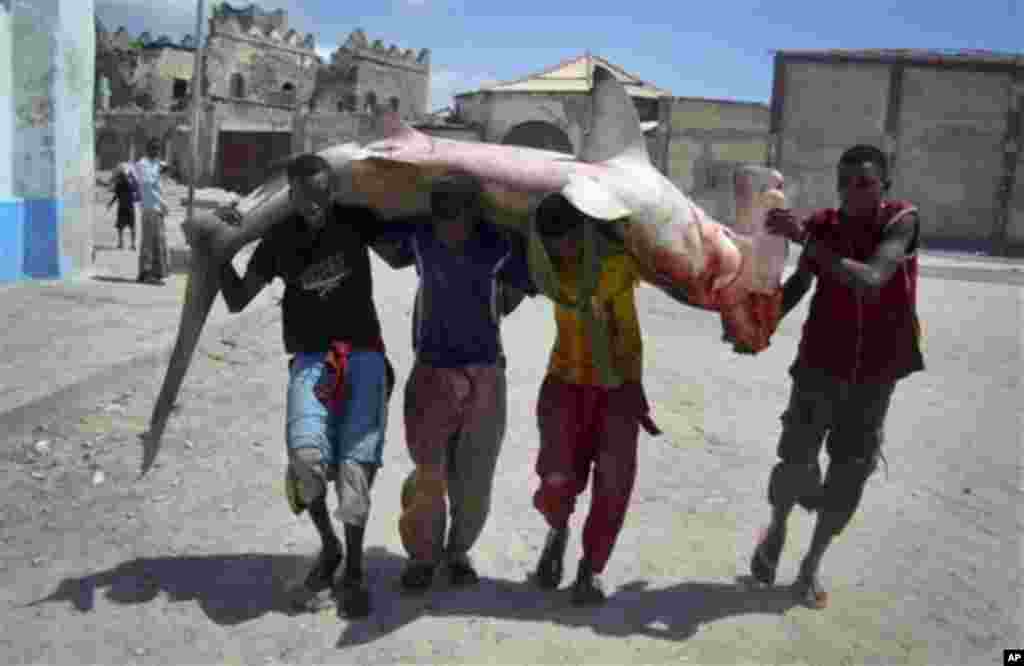 Somali fishermen carry a hammerhead shark to market on their shoulders in Mogadishu, Somalia Friday, Nov. 4, 2011. (AP Photo/Farah Abdi Warsameh)