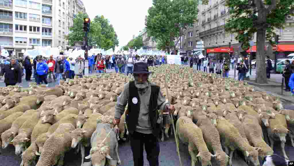 A French farmer marches with his sheep as he attends a demonstration in Paris. French farmers brought tractors and livestock to the capital as part of protests calling for the re-balancing of trade negotiations.