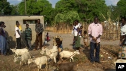 Zambian villagers show-off the goats they got from Concern Worldwide