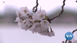 Washington’s Cherry Blossom Season Lacks Crowds 