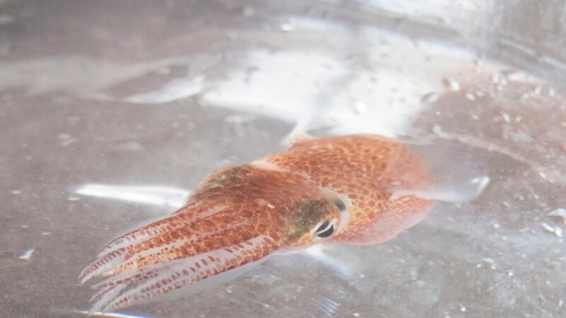 NASA Sends Squid into Space for Research