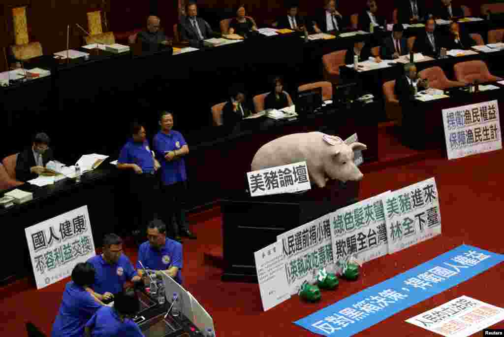 معترضان به واردات خوک در تایوان، یک مجسمه خوک روی صندلی مقامات رسمی گذاشته اند تا مانع سخنرانی انها شوند.