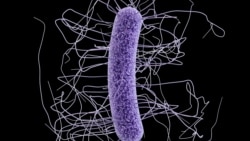 This medical illustration made available by the Centers for Disease Control and Prevention shows a Clostridium difficile bacterium.