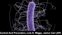This medical illustration made available by the Centers for Disease Control and Prevention shows a Clostridium difficile bacterium.
