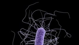This medical illustration made available by the Centers for Disease Control and Prevention shows a Clostridium difficile bacterium.