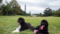 Бо та Санні, собаки родини президента Обами