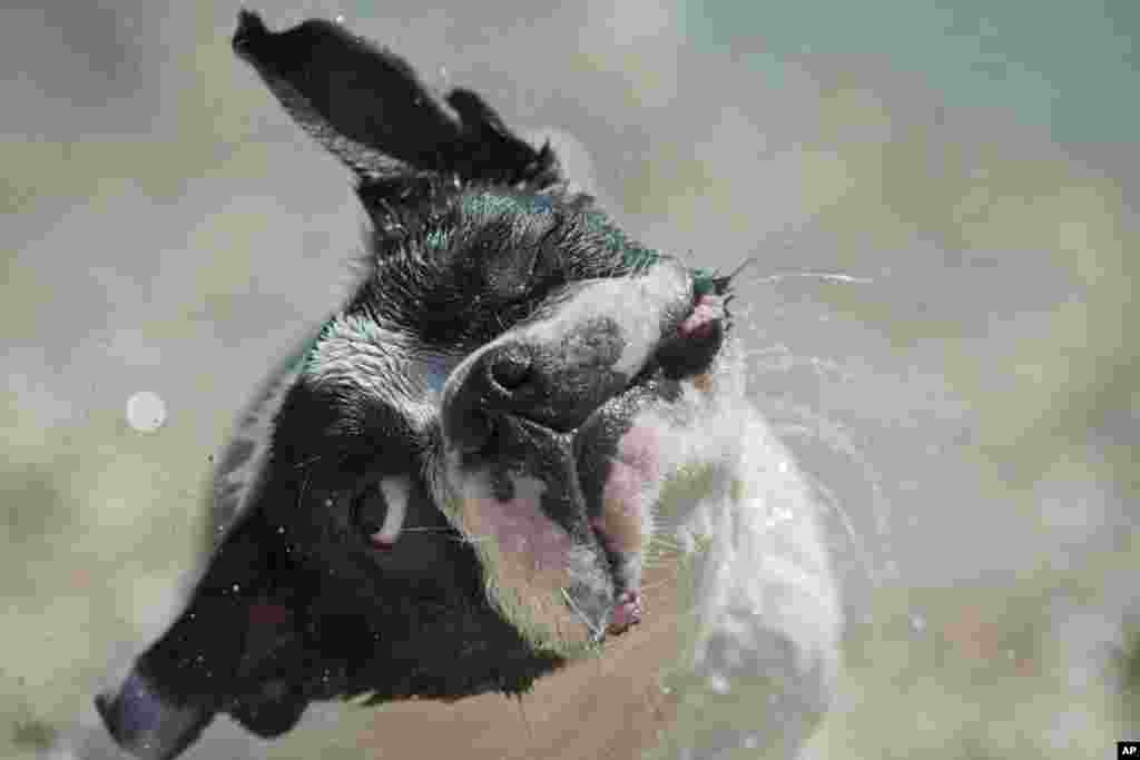 A dog shakes off after swimming in the Adriatic sea, on the beach dedicated to dogs in Crikvenica, Croatia.